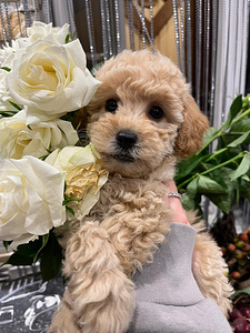 Мальт ру Maltipoo (5 фото из 7)