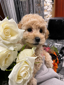 Мальт ру Maltipoo (6 фото из 7)