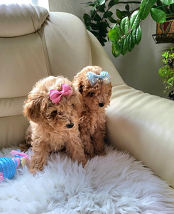 Maltipoo tüdrukud (3 foto / 10)