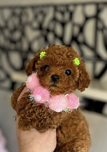 Maltipoo Maltipoo (2 foto / 7)