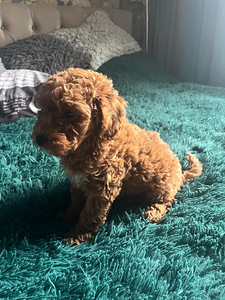 Maltipoo Мальтипу (6 фото из 9)