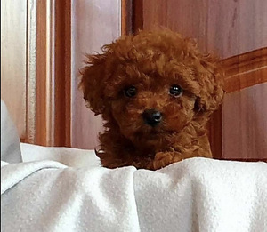 Maltipoo Мальтипу (8 фото из 9)