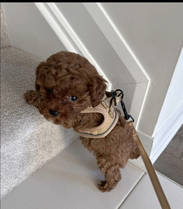 Maltipoo Мальтипу (4 фото из 9)