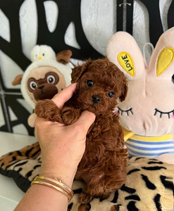 Maltipoo Maltipoo (2 foto / 8)