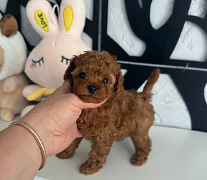 Maltipoo Maltipoo (4 foto / 8)