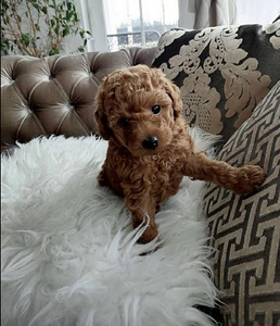 Maltipoo Maltipoo (1 foto / 9)