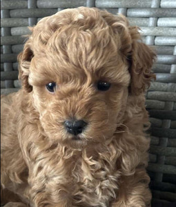 Maltipoo Maltipoo (2 foto / 9)