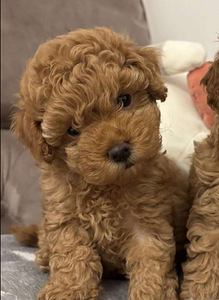 Maltipoo Мальтипу (2 фото из 9)