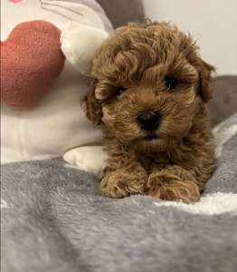 Maltipoo Мальтипу (5 фото из 9)