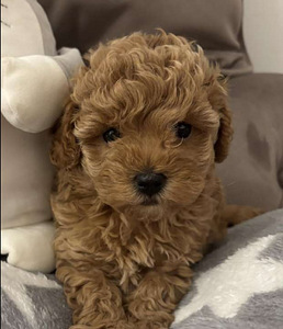 Maltipoo Мальтипу (9 фото из 9)