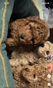 Maltipoo Мальтипу (3 фото из 7)
