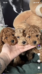 Maltipoo Maltipuu (3 foto / 7)