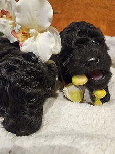 Maltipoo Мальтипу (3 фото из 9)