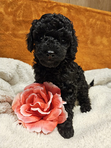 Maltipoo Мальтипу (6 фото из 9)