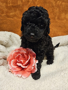 Maltipoo Мальтипу (9 фото из 9)