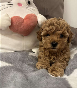 Maltipoo Maltipoo (8 foto / 10)