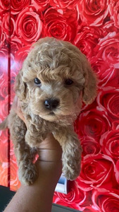 Maltipoo Мальтипу (2 фото из 9)