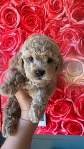 Maltipoo Мальтипу (3 фото из 9)