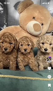 Maltipoo Мальтипу (8 фото из 9)