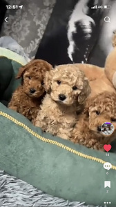 Maltipoo Мальтипу (9 фото из 9)