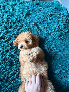 Maltipoo Мальтипу (6 фото из 8)