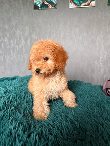 Maltipoo Мальтипу (8 фото из 8)