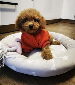 MALTIPOO МАЛЬТИПУ (1 фото из 9)