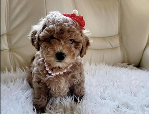 MALTIPOO МАЛЬТИПУ (7 фото из 9)