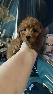 Võluvad ja imelised Maltipoo F2 kutsikad, poisid ja tüdrukud. Kutsikad on terved... (1 foto / 10)
