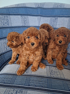 Võluvad ja imelised Maltipoo F2 kutsikad, poisid ja tüdrukud. Kutsikad on terved... (9 foto / 10)