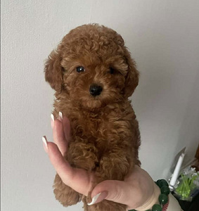 Maltiipuu Maltipoo (2 foto / 4)