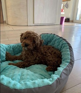 Maltipoo Maltipuu (2 foto / 5)