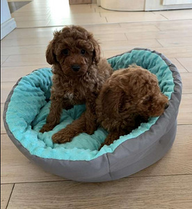 Maltipoo Maltipuu (3 foto / 5)
