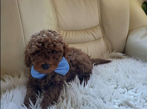 Maltipoo (1 foto / 10)