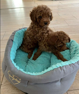Maltipoo (3 foto / 10)