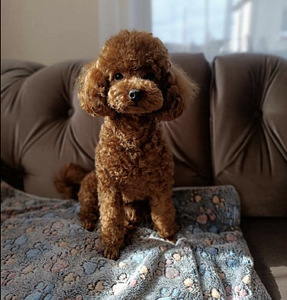 Maltipoo (4 foto / 10)