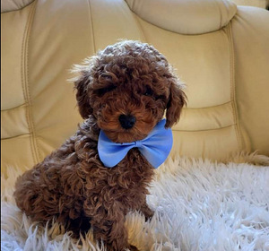 Maltipoo (8 foto / 10)