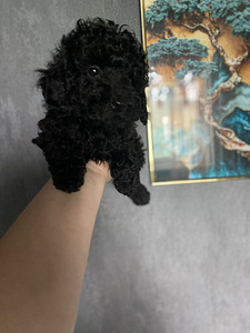 Мальтипу Maltipoo (2 фото из 5)