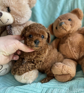 Мальтипу Maltipoo (2 фото из 7)