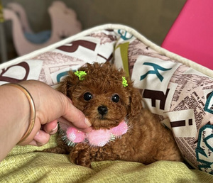Мальтипу Maltipoo (6 фото из 7)