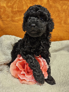 Мальтипу Maltipoo (3 фото из 6)
