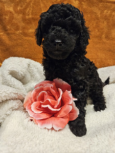 Мальтипу Maltipoo (4 фото из 6)
