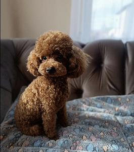 Maltipoo Мальтипу (6 фото из 6)