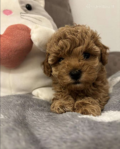 Maltipoo Maltipoo (5 foto / 10)