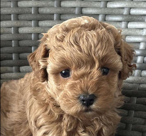Maltipoo Maltipoo (10 foto / 10)