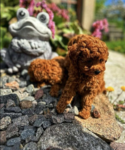 Maltipoo Мальтипу (2 фото из 10)
