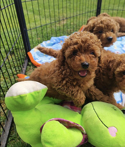 Maltipoo Мальтипу (6 фото из 10)
