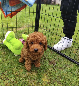 Maltipoo Мальтипу (7 фото из 10)