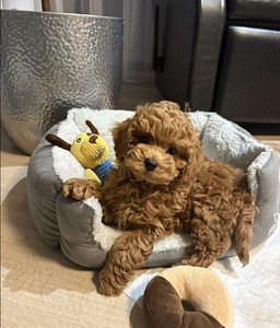 Maltipoo Maltipoo (2 foto / 10)