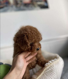 Maltipoo Maltipoo (4 foto / 10)
